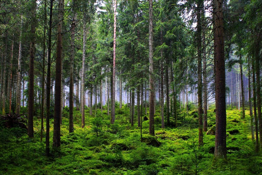 forest, trees, fir trees, woods, wilderness, outdoors, moss, nature, forest, forest, forest, forest, forest, trees